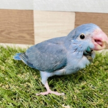 深みのあるブルーが可愛いんです！マメルリハインコのコバルト！