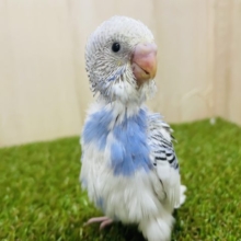 堂々した佇まいで登場⭐️ セキセイインコ　パイド