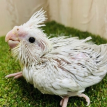 白と淡いカラーの甘々さん💕　オカメインコ　ホワイトフェイスシナモンパール