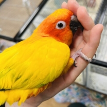 【最新画像更新！！ベタ慣れ♡甘えんぼ♡】大人に見えてまだ赤ちゃん♩コガネメキシコインコ