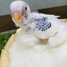 白が多めの可愛いコ！セキセイインコのパイド！