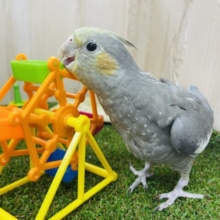 2月1日　最新画像になりますよ〜⭐️むちむちボディになれるといいな！　オカメインコ　ノーマル