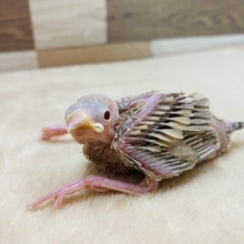 ホヤホヤなシナモン文鳥♪淡くて人気のあるカラーです！
