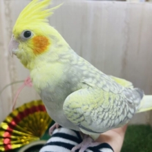 最新画像になりますよ！！ツンデレ！？本当は甘えたいの！　オカメインコ　シナモンパール