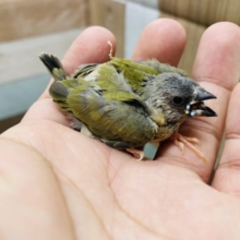 ミニミニ感がたまらなく可愛い！コキンチョウのノーマル！