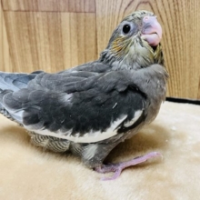 クリクリ目がかわいい子♡オカメインコ(ノーマル)