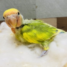 個性的な鮮やかカラー☆コザクラインコタイガーチェリー♪