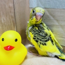 模様が濃くて可愛いコ！セキセイインコのハルクイン！