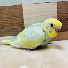 好奇心旺盛☆元気いっぱいのセキセイインコ！