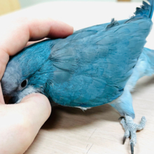 【最新画像更新！！】ベタ慣れになりそう…♡ツンデレオキナ♫オキナインコ(ブルー)