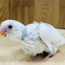 将来が楽しみな子♫セキセイインコ(ハルクイン) ヒナ
