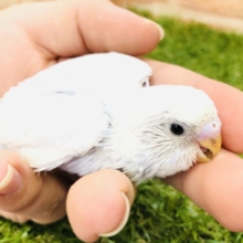こんなカラー見たことない！　セキセイインコ　ウィング　Ｒ４　１２／２２撮影