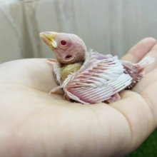 びっくり赤目ちゃん！！　レアカラーのアルビノ文鳥さん‼️