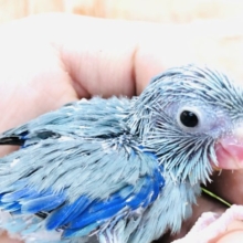 人気カラーのマメちゃん　マメルリハインコ　ブルー　Ｒ４　１２／２２