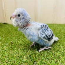 爽やかカラー✨水色セキセイさん！　セキセイインコ　オパーリン