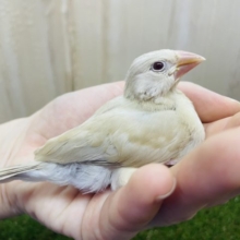 最新画像になりますよ❗️まだまだ人気が止まらない！！淡めカラーのシナモン文鳥さん‼️