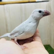 1人餌です‼️最新画像になりますよ❗️魅力的なシルバーカラー！！うぶうぶ文鳥さん！　シルバー文鳥