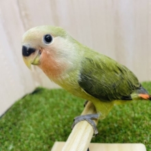 ♪1人餌です♪ 深めな色合いコザちゃん！！　コザクラインコ　オリーブ