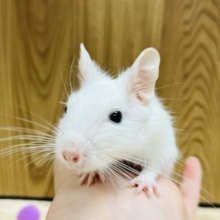 雪のように真っ白！！デグー(ホワイト)男の子