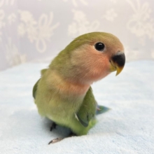 人気！コザクラインコ(ノーマル)2022年11月生まれ