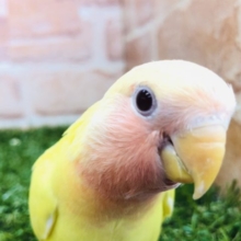 真っ赤な頭の〜　コザクラインコ　ルチノーオパーリン　Ｒ４　１２／８撮影