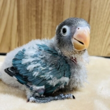 わたわたのかわいい子♡ボタンインコ(ブルー)