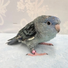 鳴き声が好き💛サザナミインコ（コバルト）　2022年3月生まれ