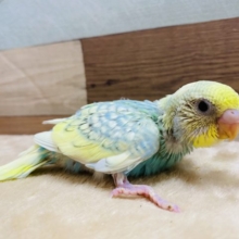 ちょっぴり恥ずかしがり屋なんです〜セキセイインコパステルカラーレインボースパングルパイド☆