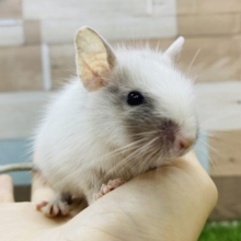 寂しくて鳴いちゃうんです♡甘えん坊なデグーシルバーパイド！