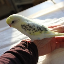 人気のセキセイインコ(4色ハルクイン)さん🌟