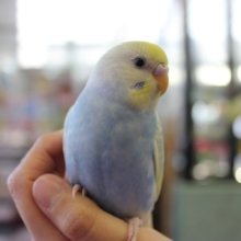 とってもキレイなパイドカラーです💙💛