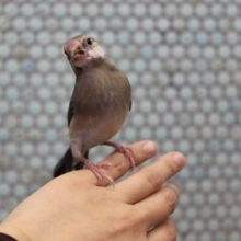 手乗り桜文鳥🌸一人餌です