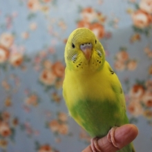 手乗りセキセイインコ💛人気のハルクインさんです🌻