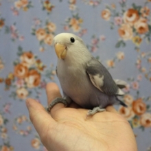 手乗りコザクラインコ💙(バイオレットパイド)