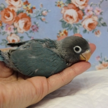 人気のブルーボタンさん入舎です💙”