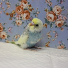人気のレインボーカラーのセキセイインコ、ヒナちゃんです🌟🌈
