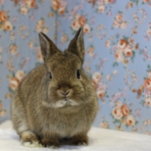 全てが最高にかわいいの💛ドワーフラビット(チェスナット)くん♂