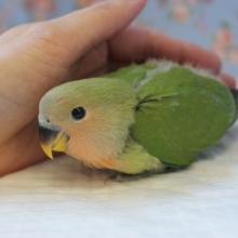 ノーマルカラーのコザクラインコさん入舎です🌟