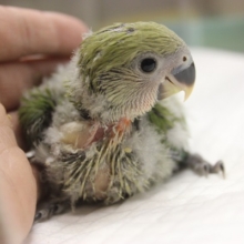 やっぱり人気💚ノーマルコザクラインコ ヒナちゃん