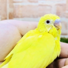 クリスマスカラー？　セキセイインコ　ルチノー　R４　１２／１７撮影