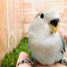 少し控えめな甘ったれさん　コザクラインコ　ターコイズバイオレット　R４　１２／１７撮影