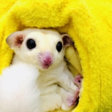 人気カラーのフクモモちゃん　フクロモモンガ　リューシスティック　R４　１２／１７撮影