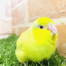 パッチリカラー　マメルリハインコ　アメリカンイエロー　R４　１２／２３撮影