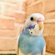 食欲満点　元気いっぱいセキセイインコ　パイドカラー　Ｒ４　１２／１７撮影