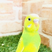 きれいなスパングルパイドが入舎です　セキセイインコ　R４　１２／３１撮影