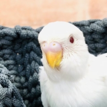 流山店で人気のカラーです　セキセイインコ　アルビノ　Ｒ４　１２／３１撮影