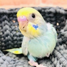 育つと色が変わるかも？　セキセイインコ　レインボー　R４　１２／３１撮影