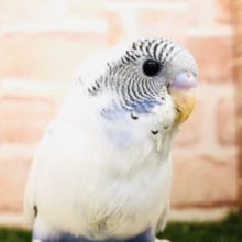 人気のセキセイです　セキセイインコ　ハルクイン　Ｒ４　１２／２２撮影