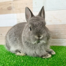 キリッとしてる？？ネザーランドドワーフさん！