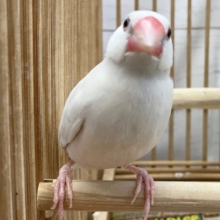 シルバー文鳥　淡い色合いの活発な子です！